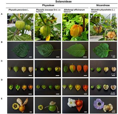 Multifunctional Contribution of the Inflated Fruiting Calyx: Implication for Cuticular Barrier Profiles of the Solanaceous Genera Physalis, Alkekengi, and Nicandra